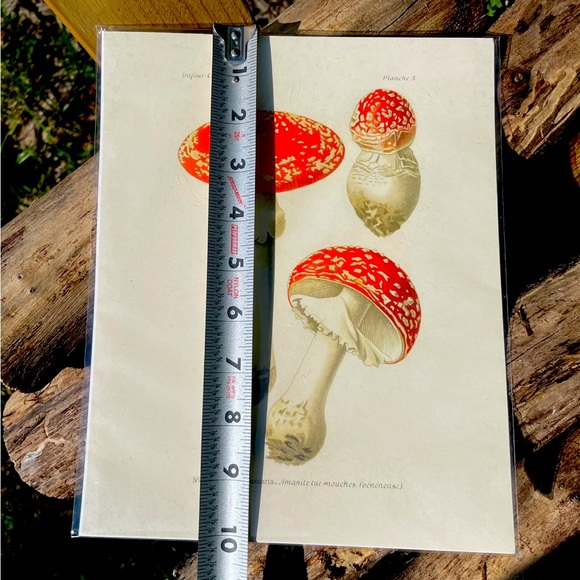 Magic Mushrooms Print By Curious Prints - Picture 7 of 8